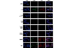 This image was generously provided by Juanli Fu, at Southwest University in Chong Qing, China. (TLR4 antibody  (AA 701-800))