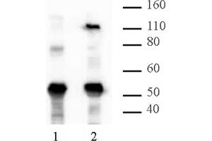 HIRA mAb (Clone WC15) tested by Western blot. (HIRA antibody  (AA 421-729))