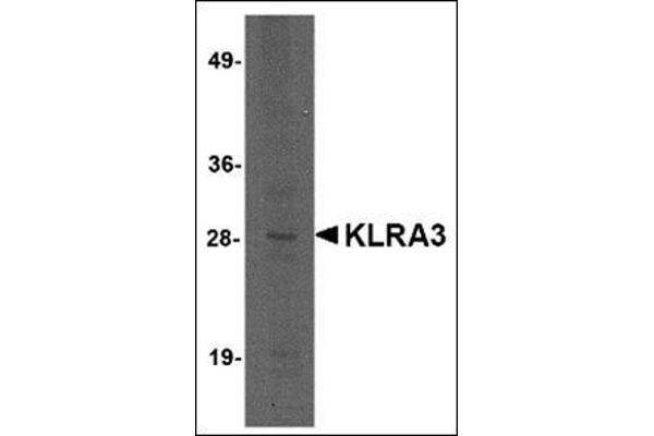 Klra3 antibody  (C-Term)