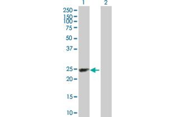 SECTM1 antibody  (AA 1-248)