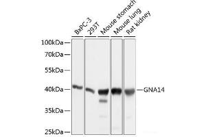 Western blot analysis of extracts of various cell lines using GNA14 Polyclonal Antibody at dilution of 1:1000. (GNa14 antibody)