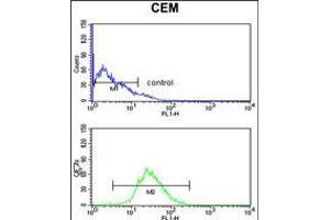 Flow cytometry analysis of CEM cells (bottom histogram) compared to a negative control cell (top histogram). (HSPA6 antibody  (C-Term))