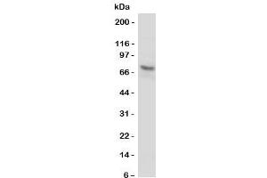 Western blot testing of P2X7 antibody and U87 cell lysate. (P2RX7 antibody  (N-Term))