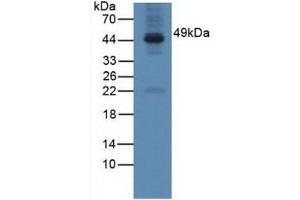 Western blot analysis of Mouse Testis Tissue. (GAL3ST1 antibody  (AA 57-196))