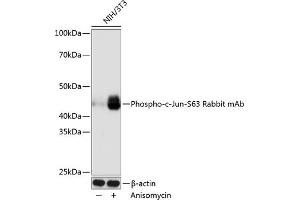 Western blot analysis of extracts of NIH/3T3 cells, using Phospho-c-Jun-S63 Rabbit mAb (ABIN7268055) at 1:1000 dilution. (C-JUN antibody  (pSer63))