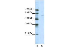 WB Suggested Anti-ELK1 Antibody Titration:  2. (ELK1 antibody  (N-Term))