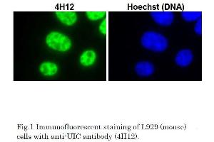 Immunofluorescence (IF) image for anti-Small Nuclear Ribonucleoprotein Polypeptide C (SNRPC) (full length) antibody (ABIN2452159)