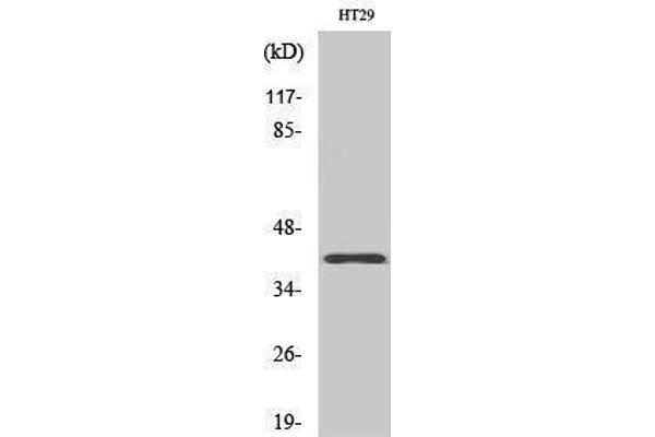 OR8S1 antibody  (Internal Region)