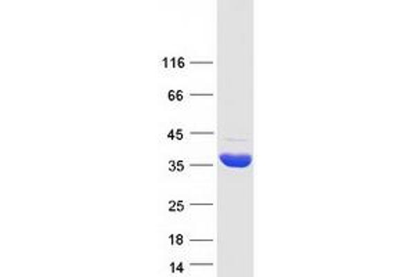 HIBADH Protein (Myc-DYKDDDDK Tag)