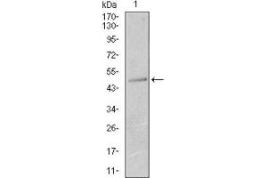 Western Blotting (WB) image for anti-Keratin 13 (KRT13) (AA 143-295) antibody (ABIN1845564) (Cytokeratin 13 antibody  (AA 143-295))