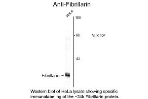 Western Blot of Anti-Fibrillarin (Mouse) Antibody - 200-301-D39 Western Blot of Anti-Fibrillarin (Mouse) Antibody. (Fibrillarin antibody)