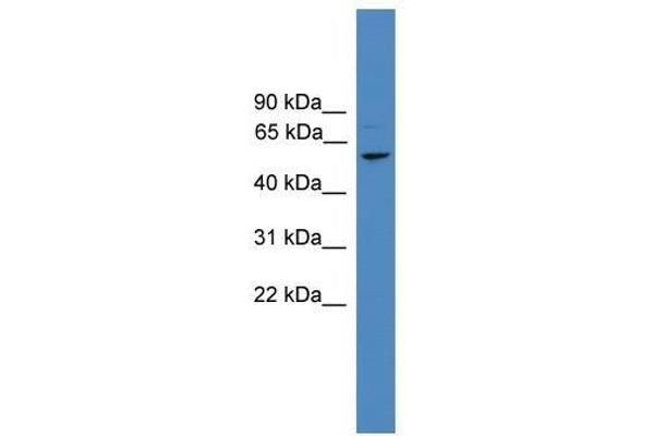 FBXL16 anticorps  (N-Term)