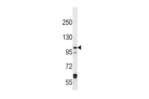 Western blot analysis in Hela cell line lysates (35ug/lane). (IREB2 antibody  (AA 201-230))