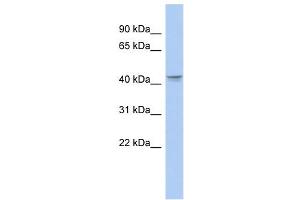 PTGER3 antibody used at 1 ug/ml to detect target protein. (PTGER3 antibody)