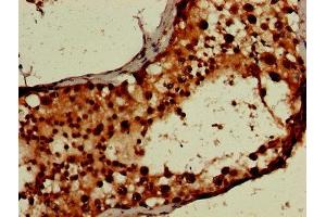 IHC image of ABIN7168497 diluted at 1:600 and staining in paraffin-embedded human testis tissue performed on a Leica BondTM system. (RUVBL2 antibody  (AA 281-444))