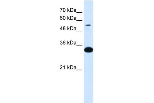 A1BG antibody  (N-Term)