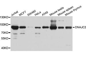 Western blot analysis of extracts of various cell lines, using DNAJC2 antibody. (DNAJC2 antibody)