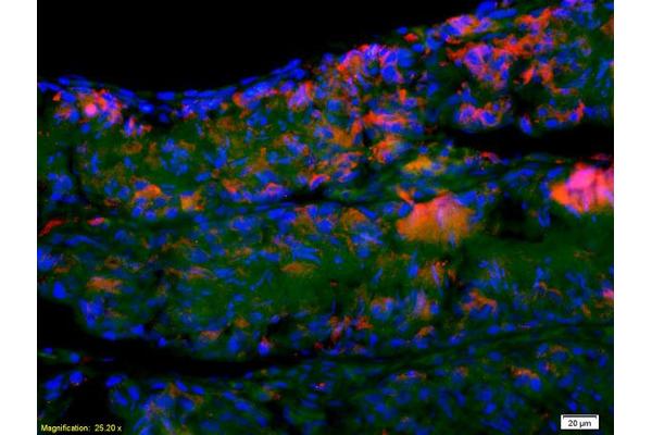 SYCP3 antibody  (AA 145-250)