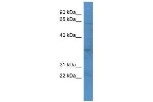 OR2J2 antibody used at 0. (OR2J2 antibody  (C-Term))