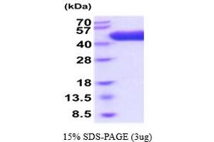 SDS-PAGE (SDS) image for Apolipoprotein H (Beta-2-Glycoprotein I) (APOH) (AA 20-345) protein (His tag) (ABIN5854770) (APOH Protein (AA 20-345) (His tag))