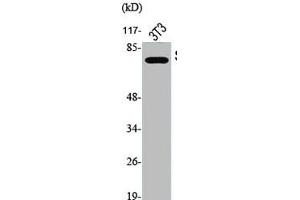 Western Blot analysis of NIH-3T3 cells using Phospho-Synapsin I (S9) Polyclonal Antibody (SYN1 antibody  (pSer9))