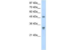 DDX19B antibody used at 2. (DDX19B antibody)