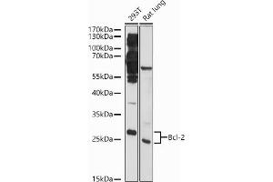 Western blot analysis of extracts of various cell lines, using Bcl-2 antibody (ABIN6134234, ABIN6137497, ABIN6137499 and ABIN6215156) at 1:1000 dilution. (Bcl-2 antibody  (AA 1-100))