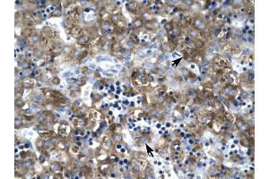 Claudin 1 antibody was used for immunohistochemistry at a concentration of 4-8 ug/ml to stain Hepatocytes (arrows) in Human Liver. (Claudin 1 antibody  (C-Term))