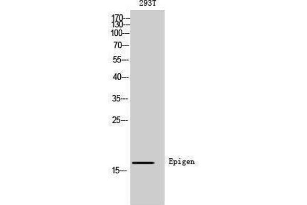 Epigen antibody  (Internal Region)