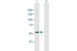 Western Blot analysis of DDC expression in transfected 293T cell line by DDC MaxPab polyclonal antibody. (DDC antibody  (AA 1-480))