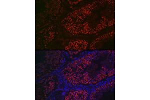 Immunofluorescence analysis of mouse testis using DDX4 Rabbit pAb (ABIN7266705) at dilution of 1:100 (40x lens). (DDX4 antibody  (AA 1-300))
