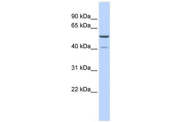 METT5D1 antibody  (N-Term)