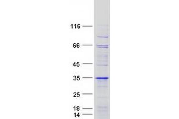 ODF3 Protein (Myc-DYKDDDDK Tag)