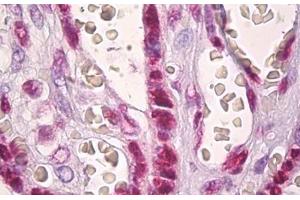 Anti-Histone H2A antibody IHC staining of human placenta. (Histone H2A antibody  (AA 1-50))