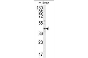 Western blot analysis in mouse liver tissue lysates (35ug/lane). (DNAJC11 antibody  (N-Term))