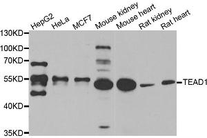 Western blot analysis of extracts of various cell lines, using TEAD1 antibody (ABIN5974097) at 1/1000 dilution. (TEAD1 antibody)