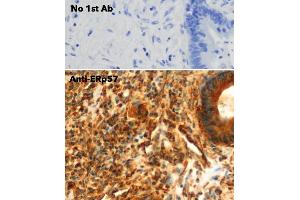 Immunohistochemistry (IHC) image for anti-Protein Disulfide Isomerase Family A, Member 3 (PDIA3) (C-Term) antibody (ABIN1440040) (PDIA3 antibody  (C-Term))