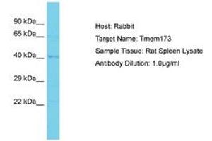 Image no. 1 for anti-Transmembrane Protein 173 (TMEM173) (AA 268-317) antibody (ABIN6750406) (STING/TMEM173 antibody  (AA 268-317))