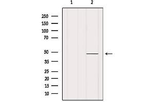 Western blot analysis of extracts from Mouse muscle, using RNH1 Antibody. (RNH1 antibody  (Internal Region))