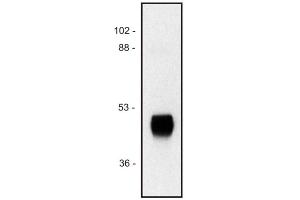 Western blot of purified horse radish peroxidase sample; (HRP antibody)