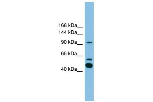 PLA2G4E antibody  (C-Term)