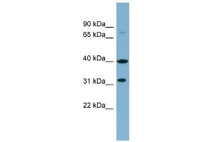 C9ORF4 antibody used at 1 ug/ml to detect target protein. (Ferric-Chelate Reductase 1 Like (FRRS1L) (Middle Region) antibody)