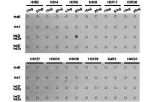 Western Blotting (WB) image for anti-Histone 3 (H3) (H3R8me2a) antibody (ABIN1873016) (Histone 3 antibody  (H3R8me2a))