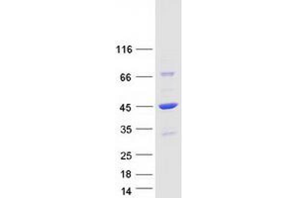 DNAJB4 Protein (Myc-DYKDDDDK Tag)