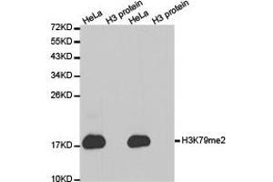 Western Blotting (WB) image for anti-Histone 3 (H3) (H3K79me2) antibody (ABIN1873007) (Histone 3 antibody  (H3K79me2))