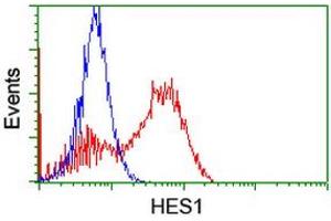 Flow Cytometry (FACS) image for anti-Hes Family bHLH Transcription Factor 1 (HES1) antibody (ABIN1498633) (HES1 antibody)