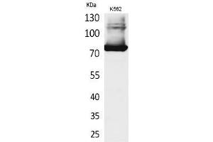 Western Blot analysis of K562 cells using Transferrin Polyclonal Antibody. (Transferrin antibody  (C-Term))