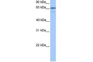 WB Suggested Anti-LOC388553 Antibody Titration:  0. (BHMG1 (N-Term) antibody)