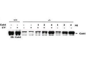 Rescue of the JNK pathway by expression of wild-type Gab1 in Gab1-/- cells. (GAB1 antibody)