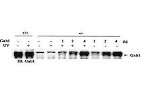 GAB1 Antikörper